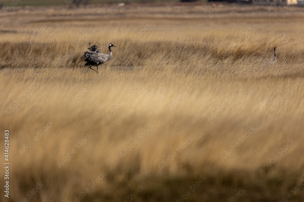 Grulla en la laguna de Gallocanta, Grua europea