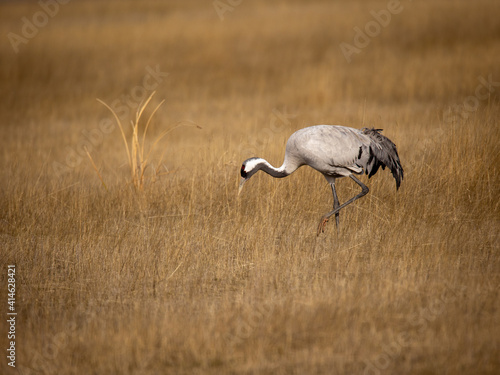 Obraz na płótnie Grulla en la laguna de Gallocanta, Grua europea w salonie