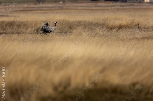 Obraz na płótnie Grulla en la laguna de Gallocanta, Grua europea w salonie