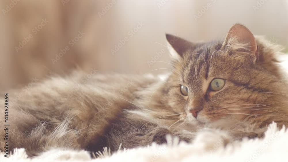 beautiful red cat lying on bed on plaid indoors in bedroom, fluffy Siberian cat, concept of lovely pets comfort beautiful red cat lying on bed on plaid indoors in bedroom, fluffy Siberian cat, concept of lovely pets comfort