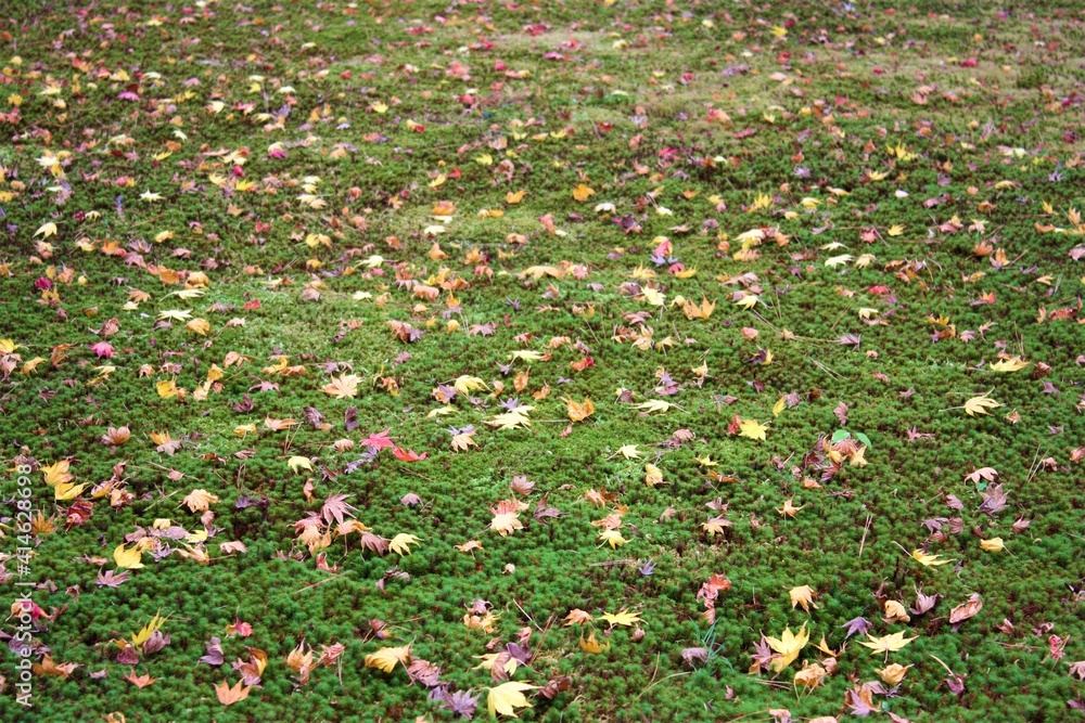 View of bright fallen leaves, yellow Gingko and red maple leaves on green haircap or hair moss, at Kenrokuen Park in Ishikawa prefecture, Japan - 日本 秋の紅葉 落ち葉 杉苔 金沢 兼六園 石川県