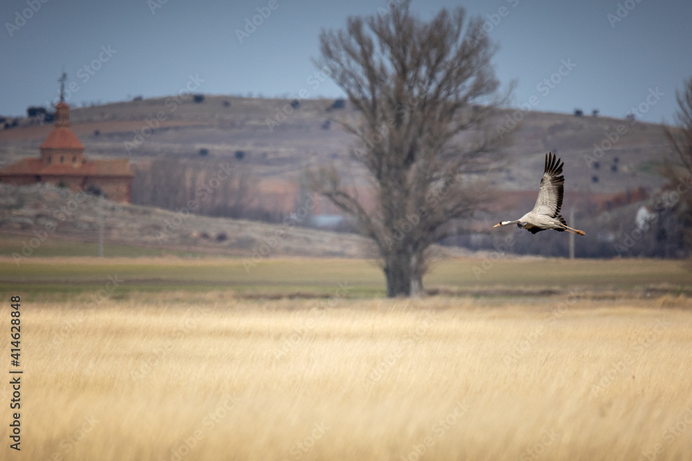 Grulla aterrizando en la Laguna de Gallocanta