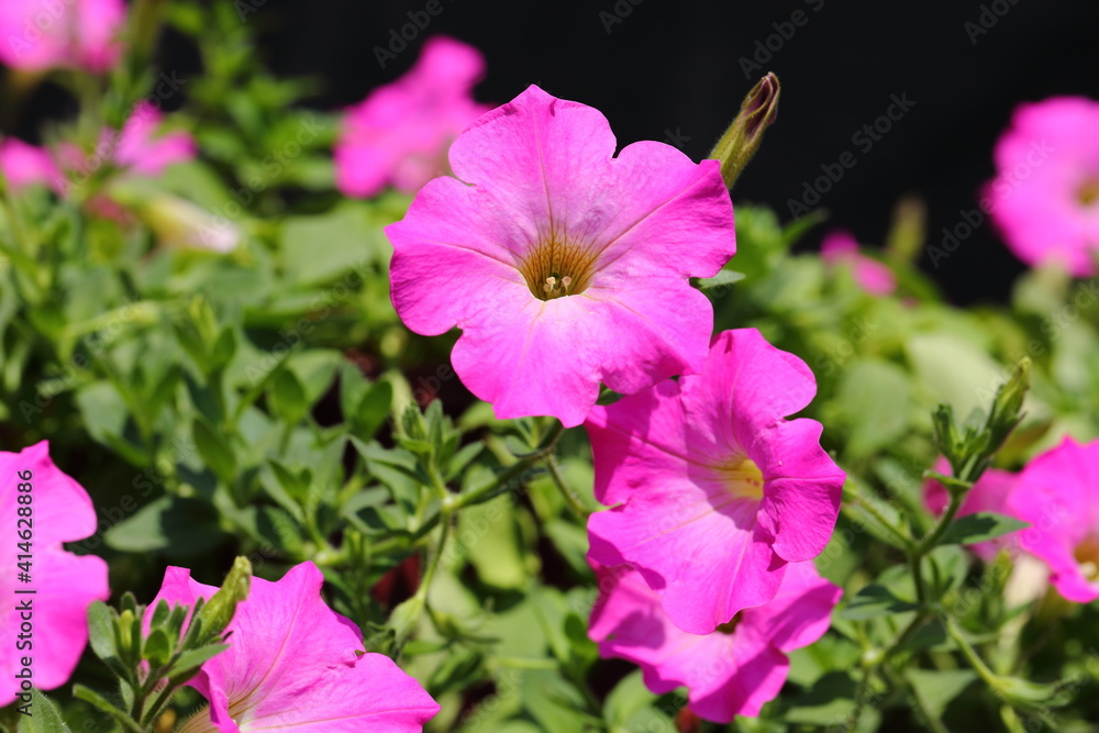 Closeup pink Petunia Flowers in dark background Closeup pink Petunia Flowers in dark background