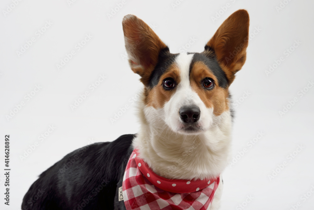 Welsh corgi pembroke in a studio with checkered scarf on white background Welsh corgi pembroke in a studio with checkered scarf on white background