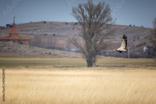 Obraz na płótnie Grulla aterrizando en la Laguna de Gallocanta w salonie
