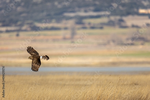 Aguilucho Lagunero volando sobre la Laguna de gallocanta photo