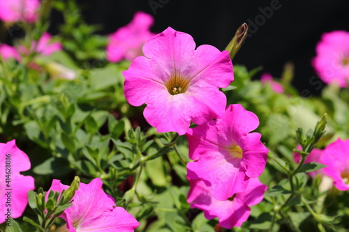 Closeup pink Petunia Flowers in dark background