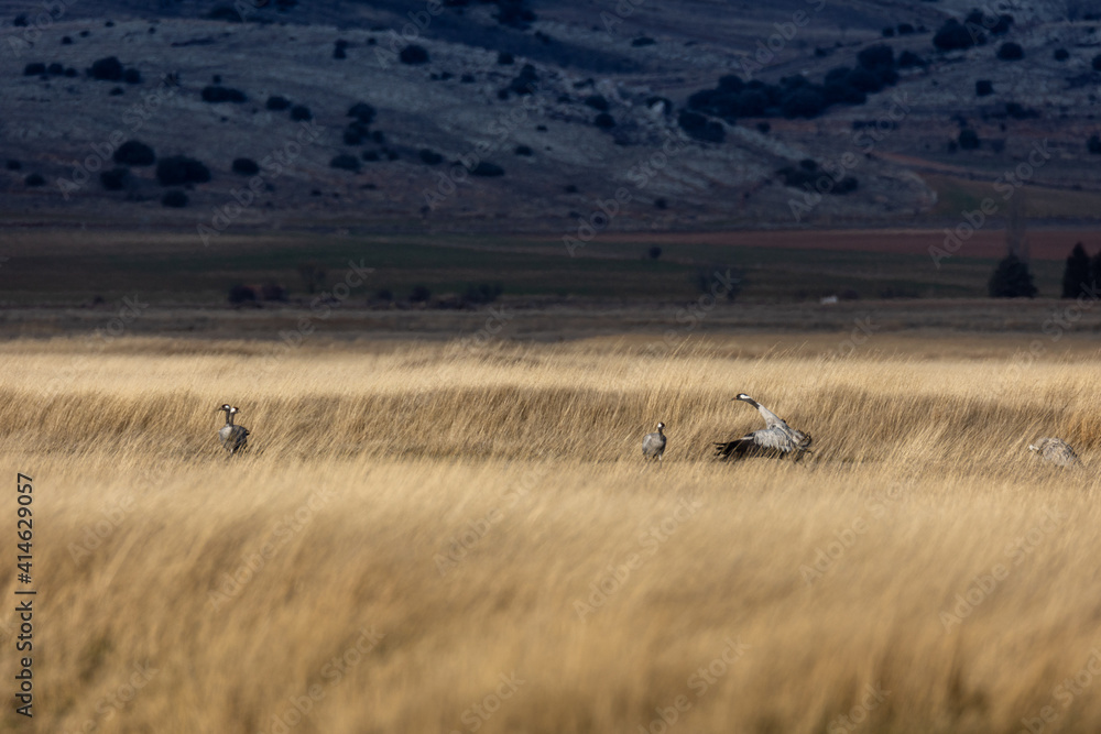 Grullas en la Laguna de Gallocanta