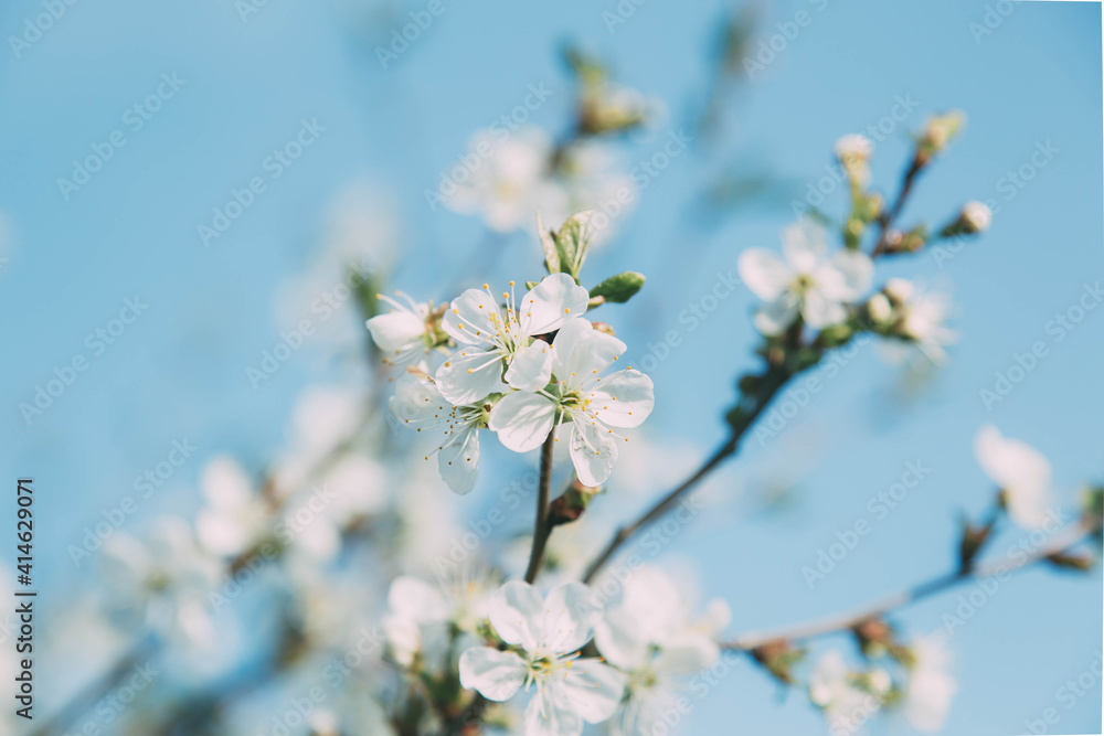 close up clear blue spring sky and spring white flowers blooming cherry or apple tree, spring concept 