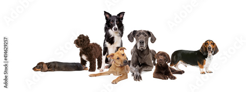 Fototapeta Naklejka Na Ścianę i Meble -  seven different dog breeds