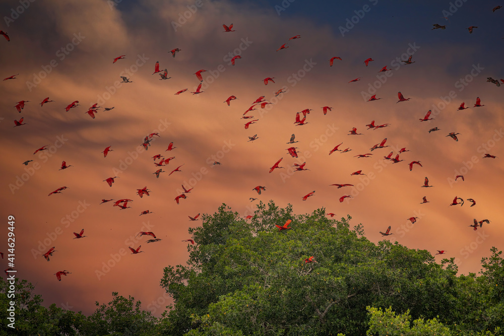 Close up photo of flock beutiful bright red birds Scarlet Ibis Eudocimus ruber returning to overnight in evening light, dark green blurred background. Nice red and green contrast. Caroni, Trinidad. - obrazy, fototapety, plakaty 