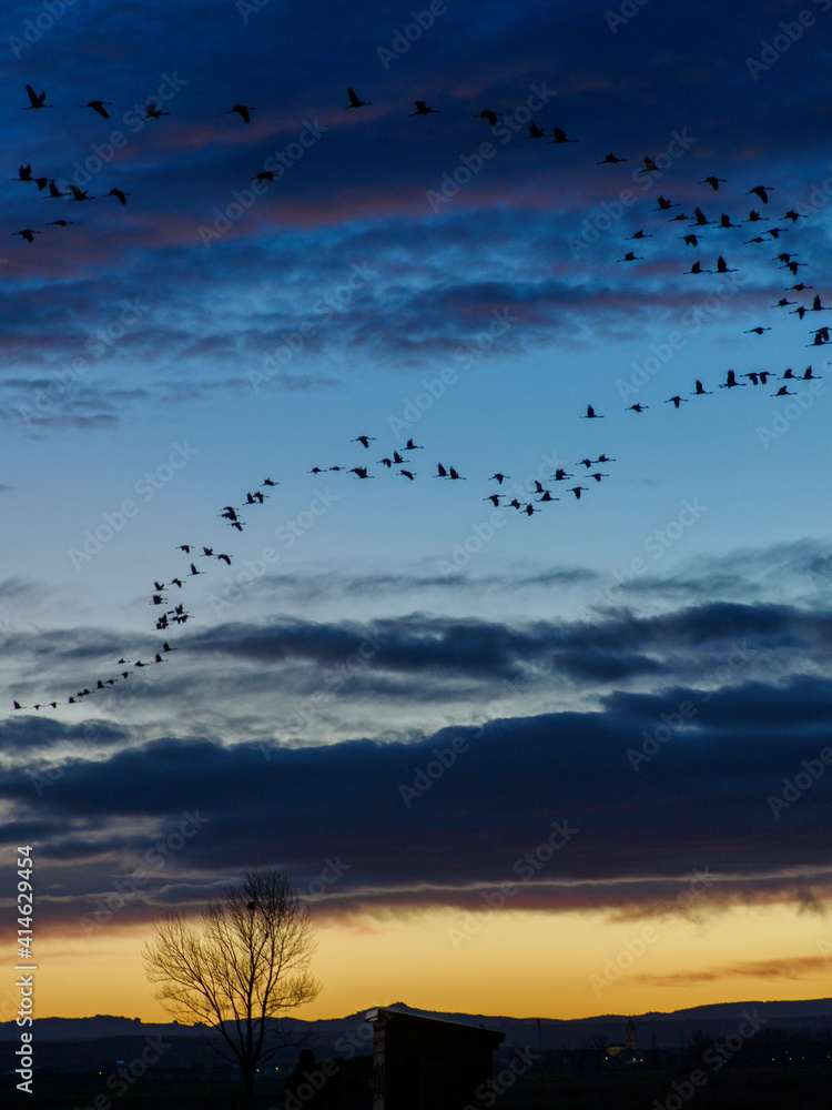 Grullas volviendo a su dormidero en la Laguna de Gallocanta