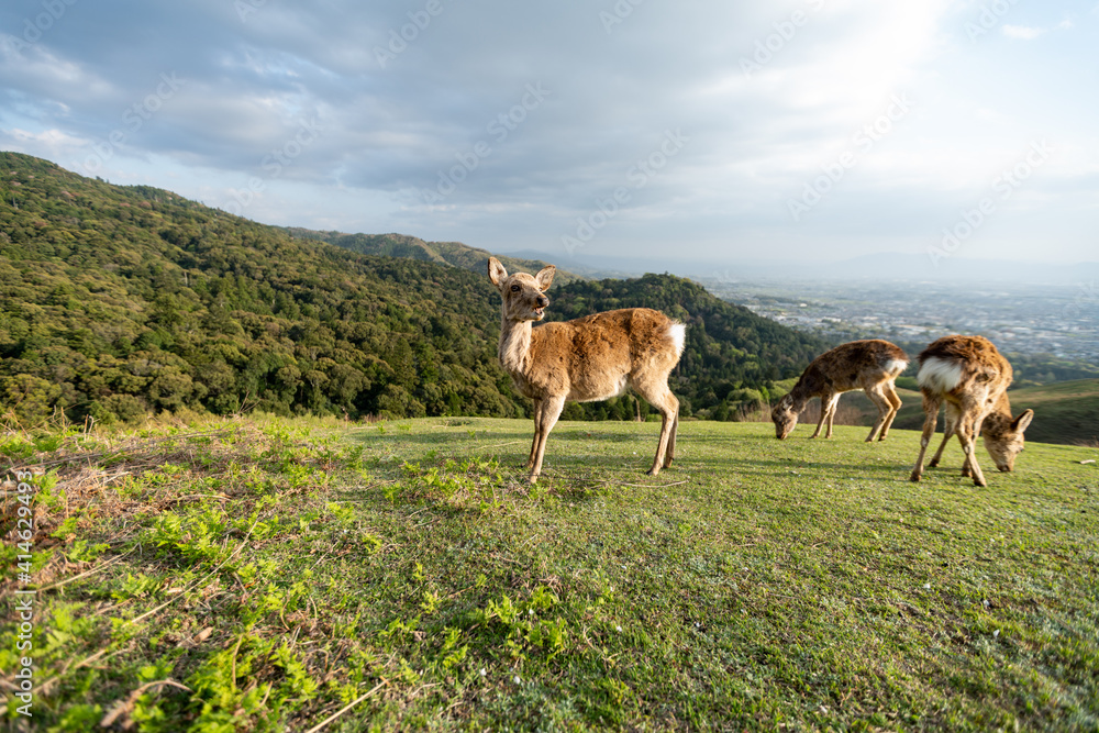 Fototapeta premium deer in the meadow