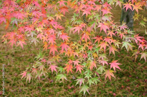 View of bright red and yellow autumn leaves, Momiji closeup in Kanazawa, Ishikawa prefecture, Japan - 金沢 兼六園 秋のもみじ 石川県 日本