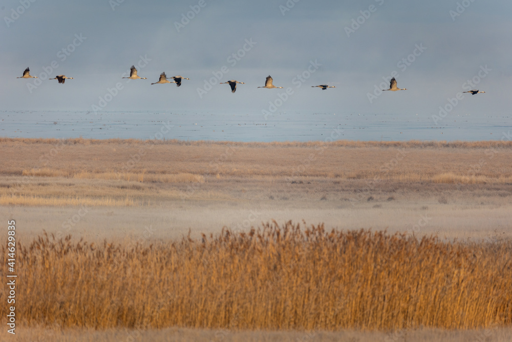 Grulla volando sobre un canñizar en la Laguna de Gallocanta