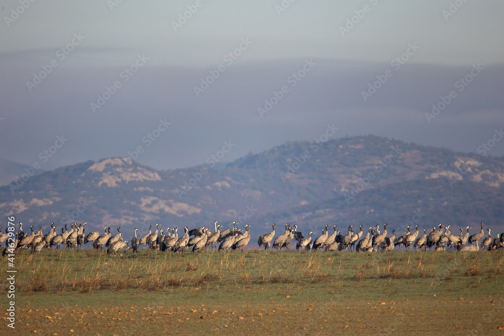 Grulla en la Laguna de Gallocanta