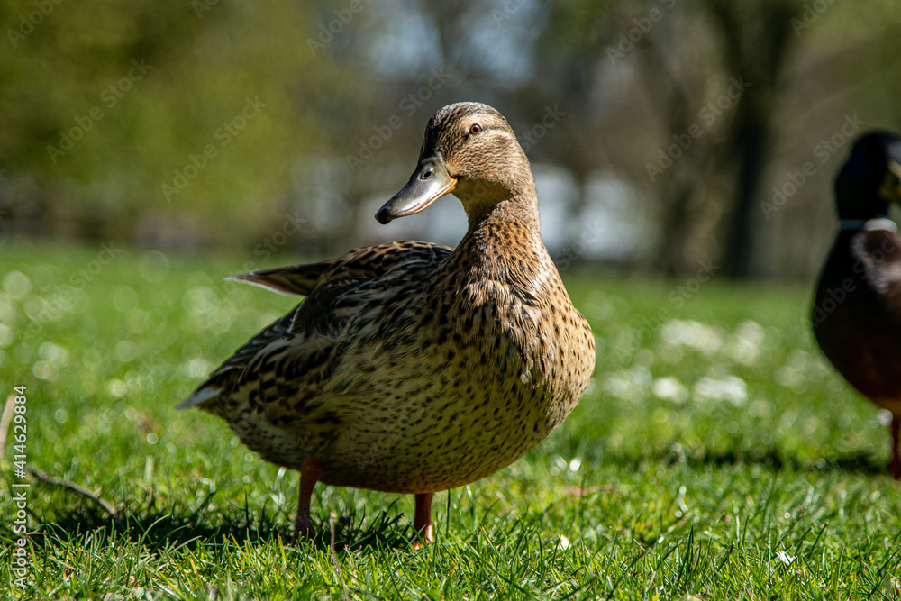 Beautiful Duck is very happy Beautiful Duck is very happy