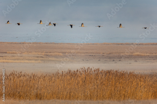 Obraz na płótnie Grulla volando sobre un canñizar en la Laguna de Gallocanta
w salonie