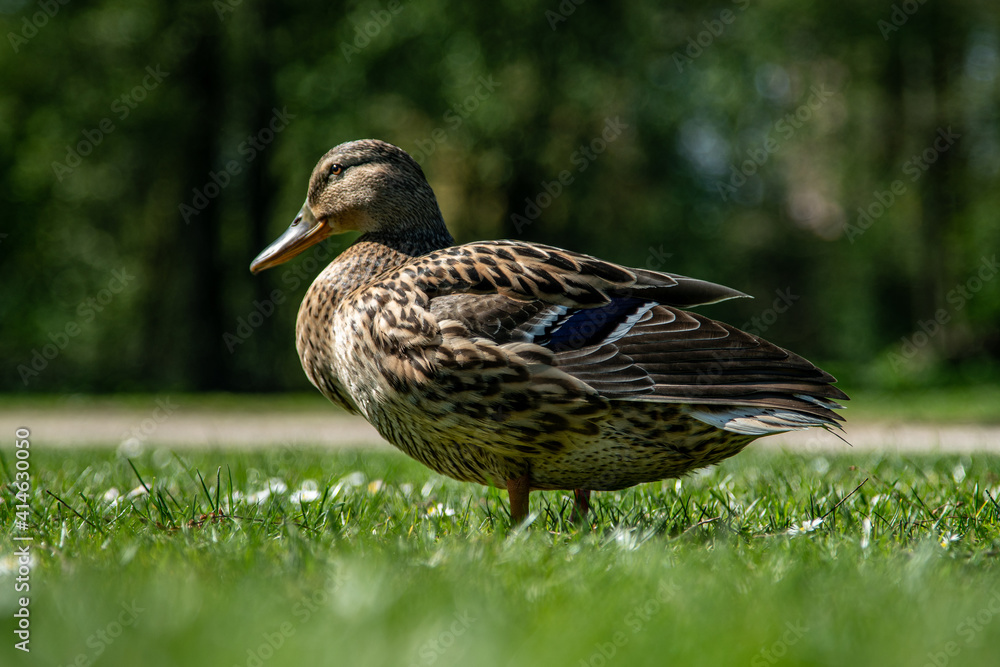 Lovely duck in a park Lovely duck in a park