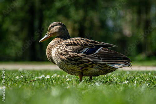 Lovely duck in a park © Sayed