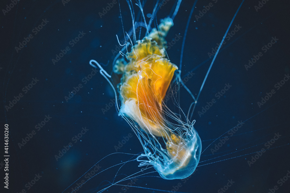 Mysterious Sea creature we call Jellyfish Mysterious Sea creature we call Jellyfish