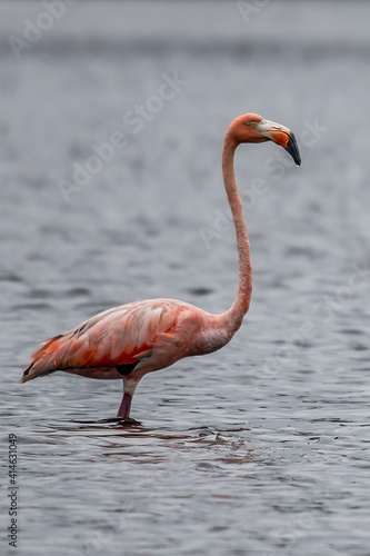 Flamingos or flamingoes are a type of wading bird in the family Phoenicopteridae  the only bird family in the order Phoenicopteriformes.