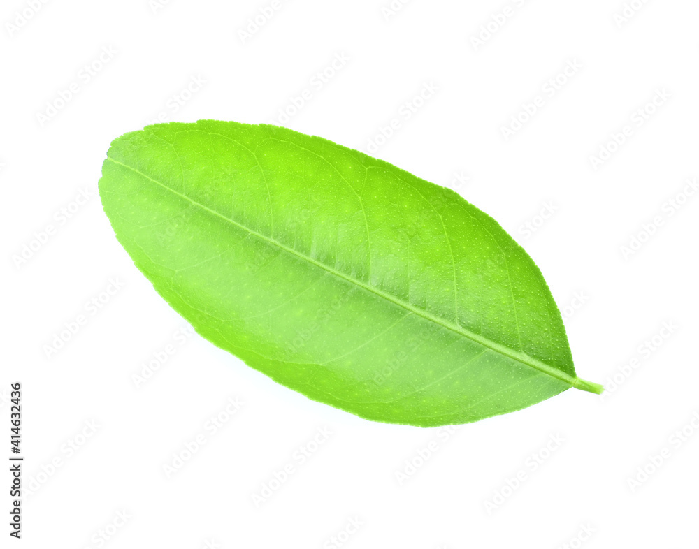 Fresh lime leaves on branch isolated over white background Fresh lime leaves on branch isolated over white background