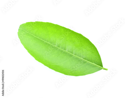 Fresh lime leaves on branch isolated over white background