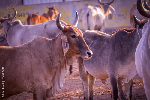 Image of Indian Cows in the village of Rajasthan India,Indian Cows in Cow Farm,cows resting in a field,Cows in Goshala protective shelters for cows in govshal photo