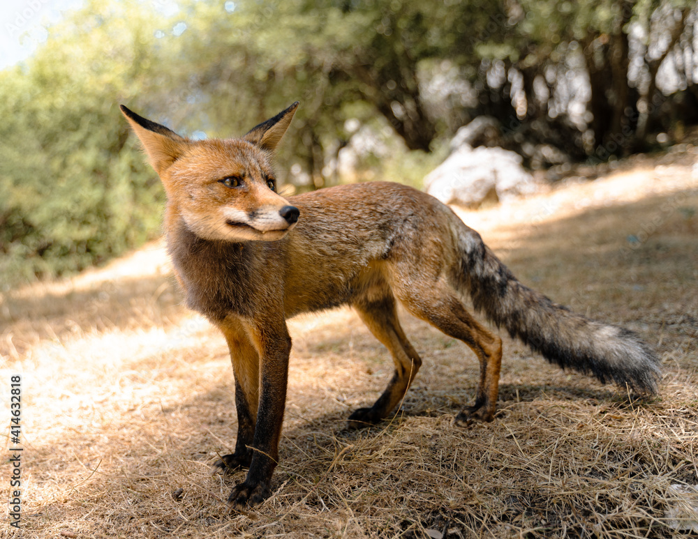 Fototapeta premium Closeup shot of a fox in Sierras de Cazorla Natural Park, Spain
