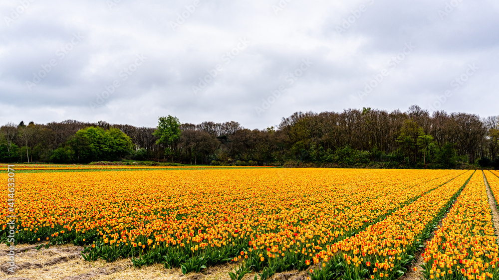 Field of yellow flowers. Holland tulips in spring. Amsterdam, Netherlands.