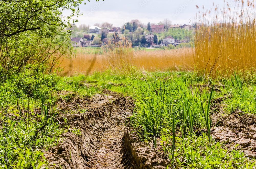 Obraz premium Traces of wheels on a muddy road through the forest in Petrovaradin, Novi Sad, Serbia