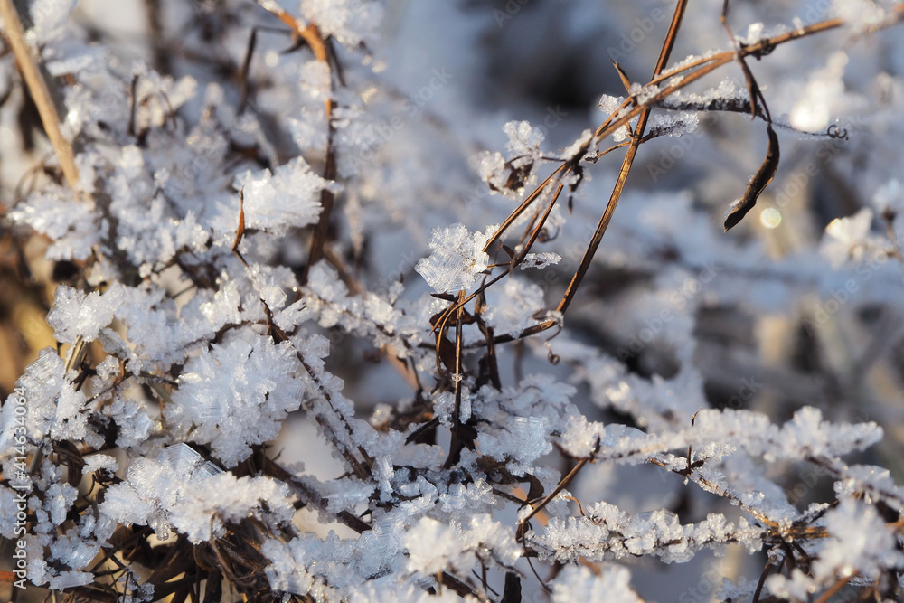 snow covered branches