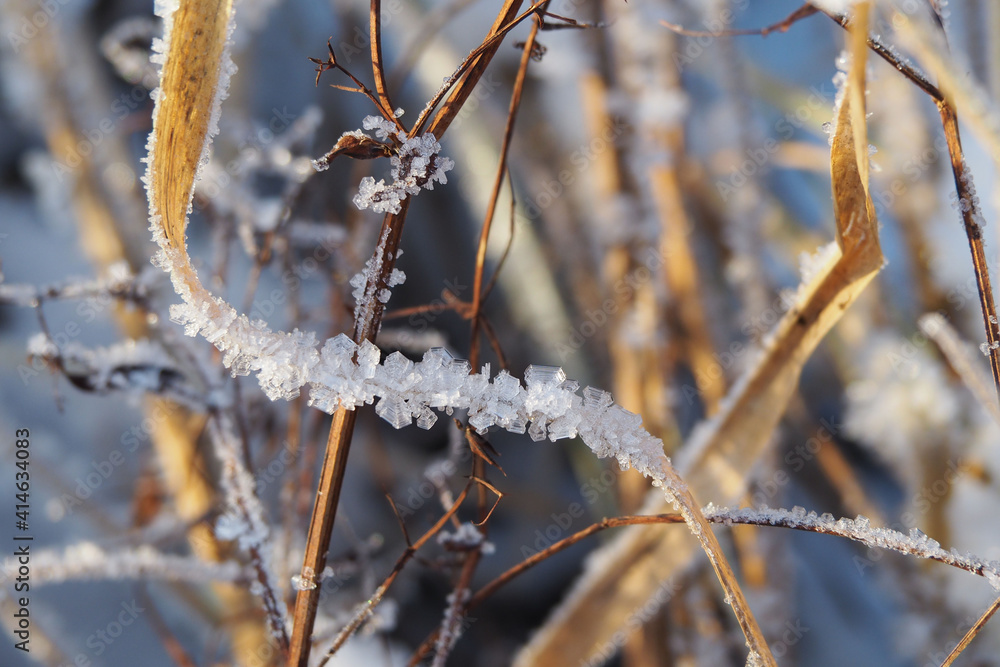 Naklejka premium frost on the branches. ice on the branches