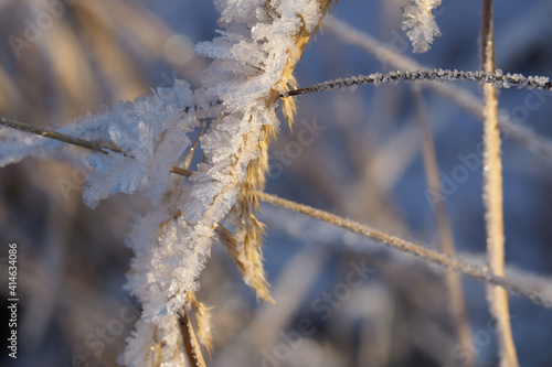 frost on the branches