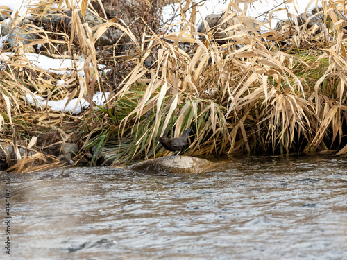 Brown Dipper on a rock in the Yomase River photo