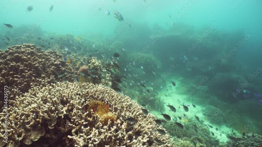 Tropical coral reef seascape with fishes, hard and soft corals. Underwater video. Camiguin, Philippines. Tropical coral reef seascape with fishes, hard and soft corals. Underwater video. Camiguin, Philippines.