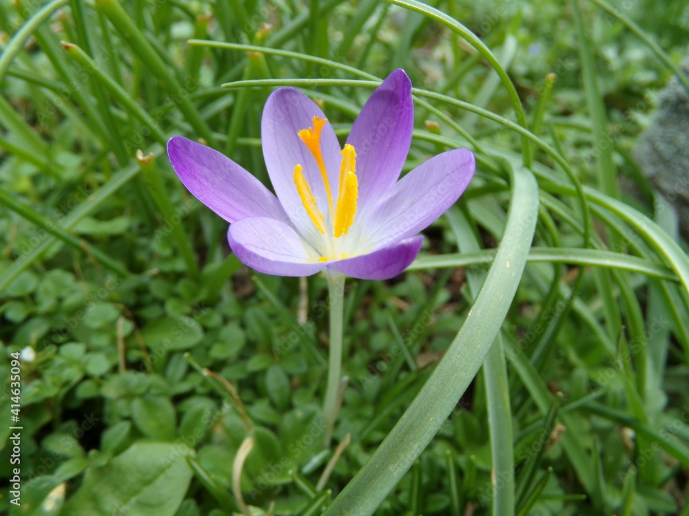 crocus