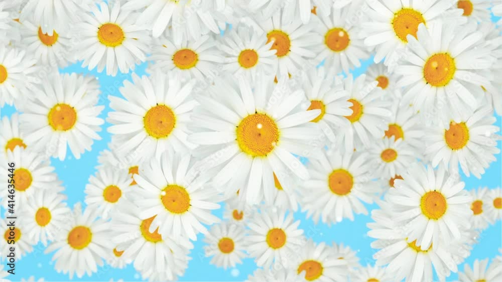 Flowers Chamomile Background Looped Video Flowers Chamomile Background Looped Video