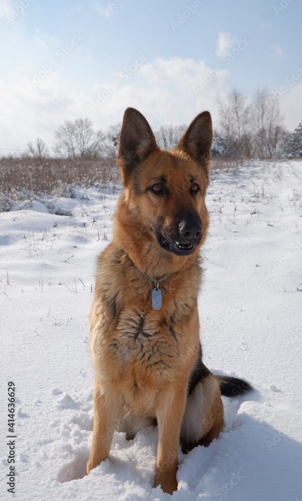 German shepherd dog sits on a snowy field on a sunny winter day. German shepherd dog sits on a snowy field on a sunny winter day.
