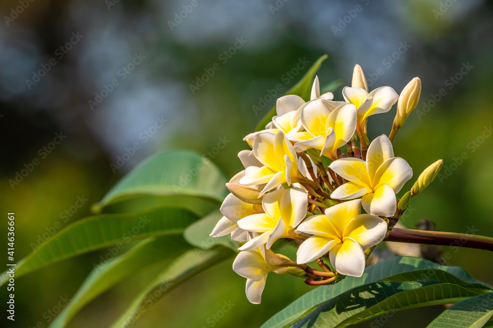 Obraz premium Yellow plumeria flower in the tree.