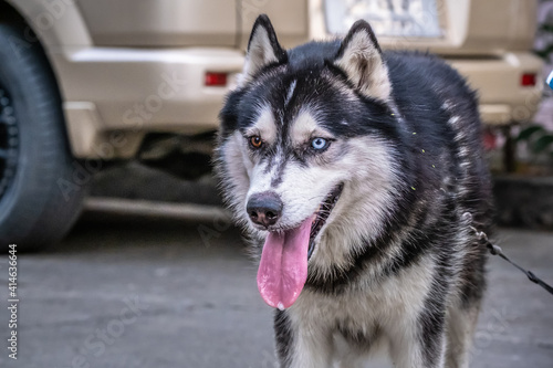 Siberian Husky dog black and white colour with difference colour eyes.