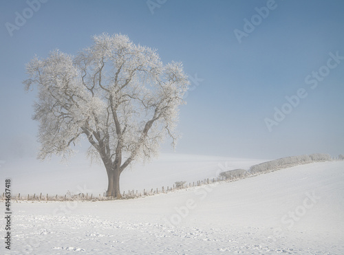 Tree in snow covered farmland in low lying mist, Scottish Borders 