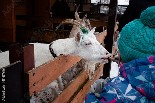 A goat in a pen is fed a piece of rye bread