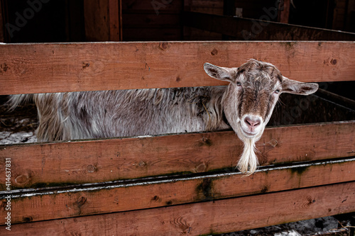 Photo of a domestic goat in a pen