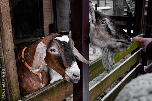 Two domestic goats in a pen