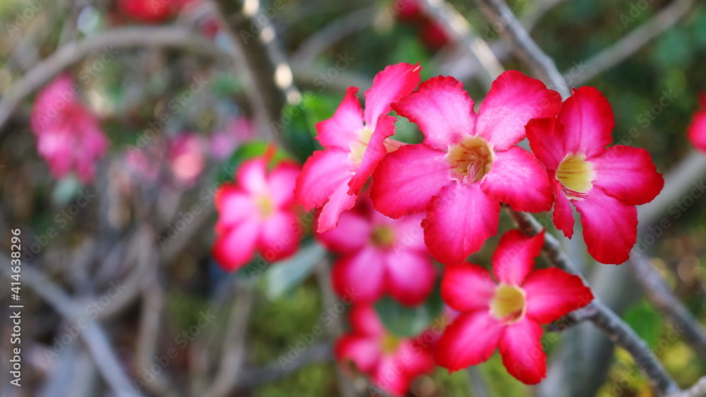 Pink azalea flowers bloom beautifully. Desert Rose, Impala Lily, Pink Bignonia, Mock Azalea (Adenium obesum). Drought-tolerant ornamental plant on branch background with copy space. Selective focus Pink azalea flowers bloom beautifully. Desert Rose, Impala Lily, Pink Bignonia, Mock Azalea (Adenium obesum). Drought-tolerant ornamental plant on branch background with copy space. Selective focus