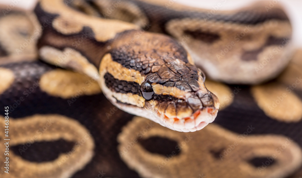 Snake boa constrictor close-up on a white background. Snake skin. Reptile Snake boa constrictor close-up on a white background. Snake skin. Reptile