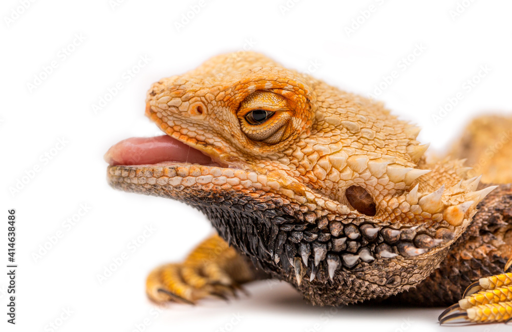 Obraz premium Bearded agama lizard on a white background is insulated. Endemic Australia reptile yellow with spikes. Exotic tropical animal.