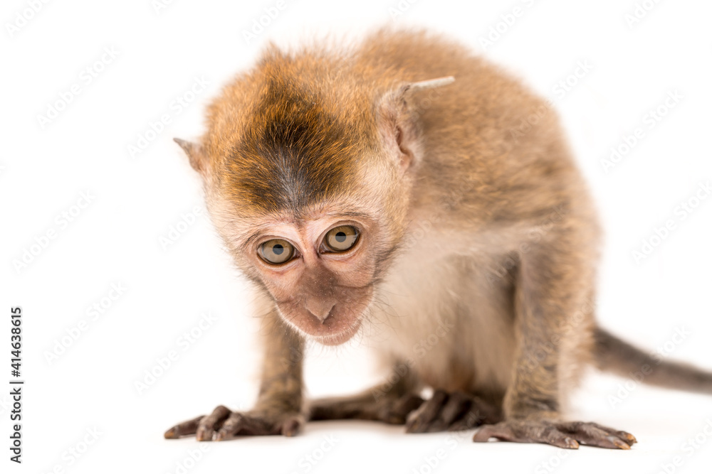 Monkey on a white background. Macaque isolated for design. The primate sits and looks. Grinning teeth and look to the side. Monkey on a white background. Macaque isolated for design. The primate sits and looks. Grinning teeth and look to the side.